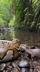 Python vs electric eel 😦🐍 #wildlife #animals | Lalit Kumar