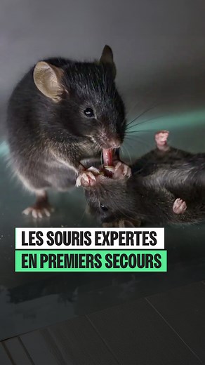 283K views · 2.1K reactions | Voici les souris expertes en premiers secours. Au cours de plusieurs tests, les scientifiques ont constaté qu'en moyenne, les souris ont consacré environ 47 % d'une période d'observation de 13 minutes à interagir avec leur partenaire inconscient. Étude relayée par le New Scientist. | Loopsider | Facebook