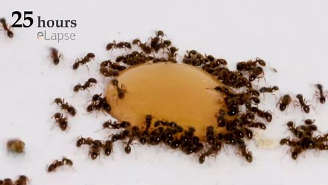 Ants eating honey time lapse
