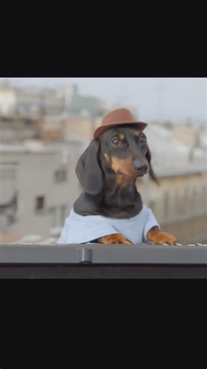 Swag The Synthesizer Dog on Instagram: "Epic swag the $SYNDOG #dachshund #dogsofinstagram #wienerdog #dogs #syndog"