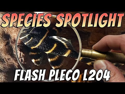 Flash Pleco L204 (Panaqolus albivermis) Freshwater Aquarium Fish Profile & Care Guide
