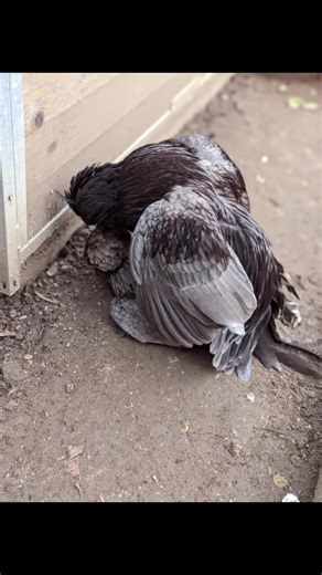 wieder #bruteier verfügbar #paduaner #zwergpaduaner #paduanerblau #kunstbrut #update #haubenhühner #küken #paduanerfarm @Ay_s_chickenfarm