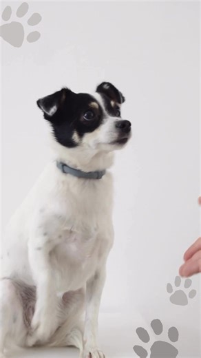 We’re so proud to be working with Dogs Trust 🐾 Together, we’re making sure that when someone stays with Salisbury Trust for the Homeless, they get the best support — not just for them, but for their dog too ❤️ We’re also excited to be working towards Dogs Trust accreditation soon! 🎉 | Salisbury Trust for the Homeless