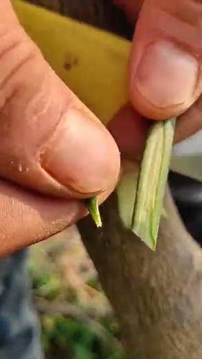 Grafting (Vegetative propagation methods)| Dev's Agriculture|