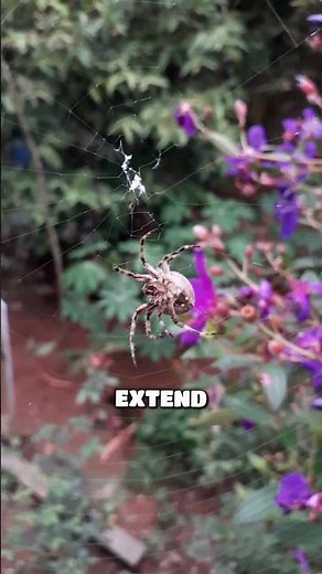 Why do spiders curl up when they die?