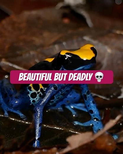 Nature's Most Beautiful Death Trap 🐸✨ #wildlife #animals #amazon #frog