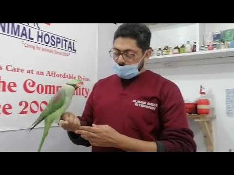 Parrot Vomiting Treatment