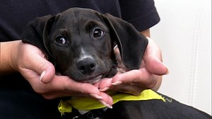 'Wooftop Pawty' returns to Chicago to support PAWS Chicago