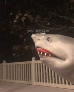 Very tasty - - - - - _ Backup: @the.shark.puppet_v.2 - - - #meme #memes #dankmeme #dankmemes #edgy #edgymemes #doggo #offensivememes #communism #marvel #lilpump #despacito #roblox #minecraft #earrape #hood #hoodclips #cringe #fortnite #shark #sharkpuppet #comedy #xbox #epic #victoryroyale #puppet #juicewrld #6ix9ine #rap | The Shark Puppet