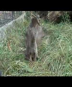 Cute Baby Fossa cub comes out to play