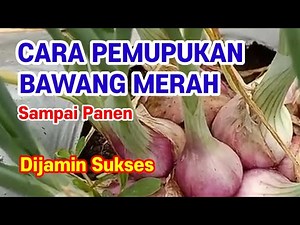 How to Fertilize Shallots from Start to Finish