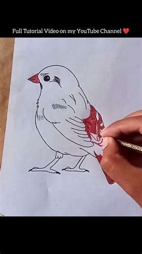 Realistic Bird Drawing #birds #art #viral #sparrow
