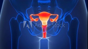 Female Reproductive System Anatomy Animation Concept