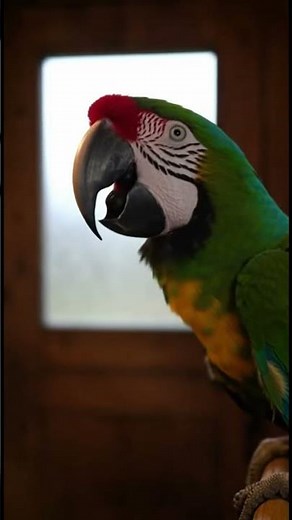 Hä wir haben keine Eier 😂 #papagei #polizei #deutsch #comedy #ki #lustig