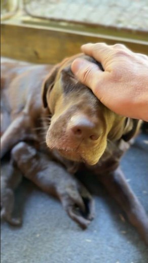 Meet 8 New Chocolate Lab Puppies: 5 Boys & 3 Girls!