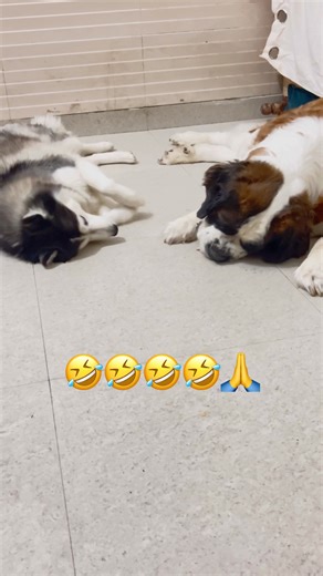 Husky vs St Bernard funny video 🤣🐶