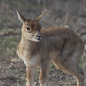 They call this "pronking", This little Blackbuck is getting some pronking practice in. Pronking is a movement that combines running with a very high leap in the air, which is thought to be a way of avoiding predators. | Fossil Rim Wildlife Center