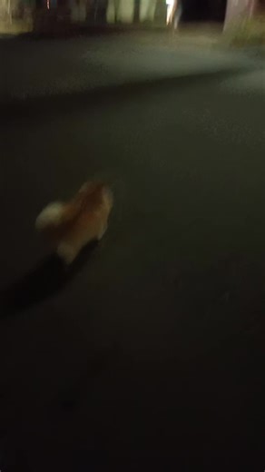 Understanding Turbo Dogs and Their Playful Nature