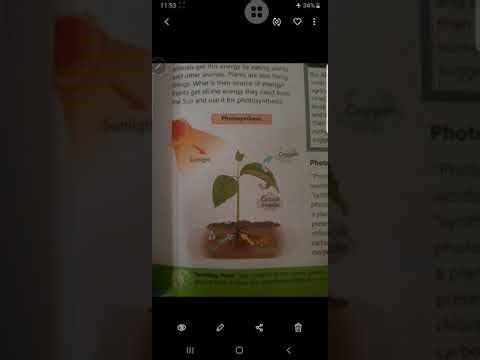 Photosynthesis and its importance