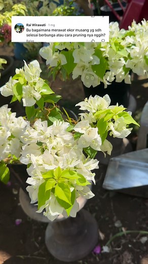Tips merawat Bougenville setelah bunganya rontok 🙏. Semoga bermanfaat 🙏 #sahabatgarden | Desak Santi