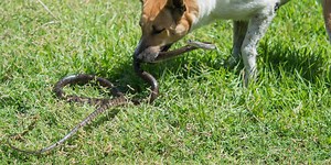 Vet Project: Preventing and treating venomous, potentially fatal snake bites
