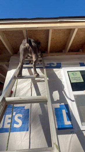 14K views · 435 reactions | We are sometimes so anxious to start working that we run up ladders before they are even set up properly…. Talk about safety 3rd!!!! Never a dull moment with this guy around! #dog #pitbull #carpenter #roofer #rooflife #ladder #workingdog #knuckleheadedadventures | Knuckleheaded Adventures | Facebook
