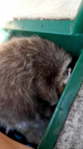 Rocky Raccoon (@rockyraccoon227)’s videos with original sound - Rocky Raccoon