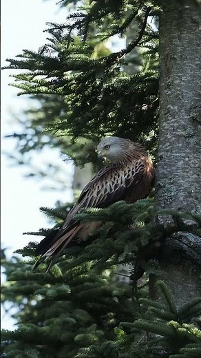 Rød Glente - Red Kite #wildlife #dyr #fugle #birds #natur #nature
