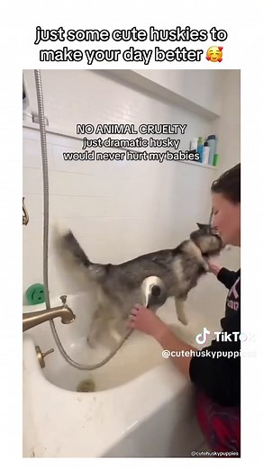 Adorable Siberian Husky Puppies Compilation