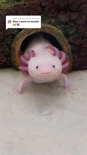 Adorable Axolotl Videos - Cute and Funny Moments