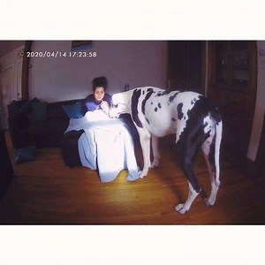 DOG DAZE OF QUARANTINE #WhatDecadeIsIt #CatNapLifestyle #Coffee4MyHead ☕️😴 #Ad Lots of you ask what ever happened with Kernel’s seizures and Early Stage Wobblers. He has been asymptomatic for about a year and a half, thanks to @pawsiblelove CBD. He has not had to use any prescription meds for these issues - grateful is an understatement! Pawsible Love is the real deal. 10% off with code KERNEL 💚🍃 (k’s dose is 2,500mg bottle, 6 drops 2x daily) | Kernel the Great Dane