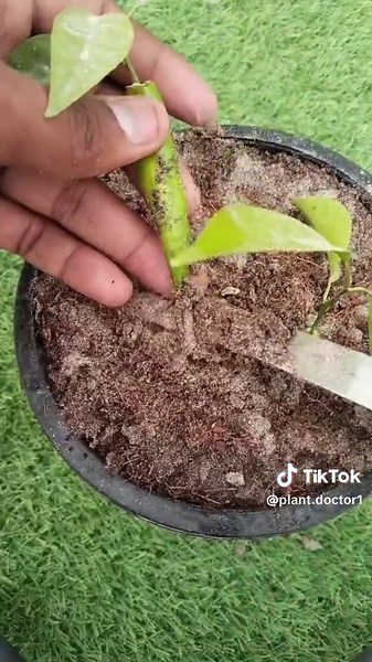 How to grow green chilli plant from seeds #plant #unity44 #chilli #garden #planttok