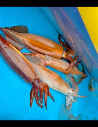 函館イカ釣り