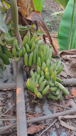 Desi Boy blogs ✨💚 #desi #blog #trending