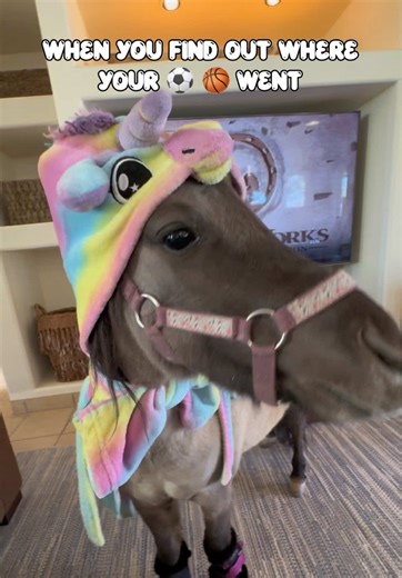 Joke’s on you! #joke #comedy #funny #pony #animals