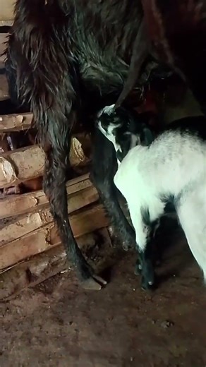 # comedy video#viral video# stack