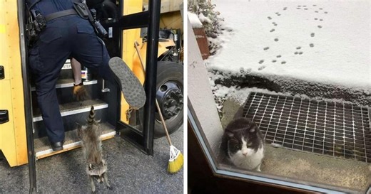 50 Funny One-Picture Stories For Anyone Who Needs To Laugh But Doesn’t Have Time To Read