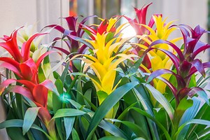 How big do Bromeliads get?