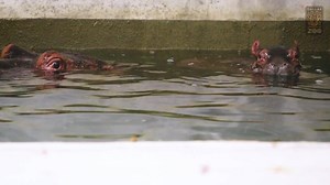 260K views · 10K reactions | Here's a little peek behind the scenes with our precious baby hippo. That ear wiggle tho... Reminder: we are OPEN regular hours today! Come on out and see us until 5 pm. | Dallas Zoo | Facebook