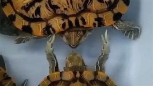 Why Are These Turtles Sparring Like Mike Tyson and Jake Paul?