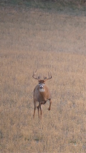 23K views · 340 reactions | Bruisers stand their ground in Nebraska. | Whitetail Properties | Facebook
