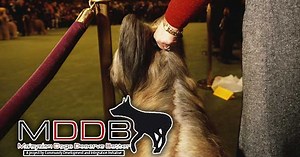 Dog shows: Trainers must have proper certification