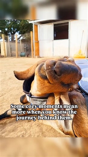 Rocky and Bullwinkle are soaking up the last warm sunshine before the cold settles in, fresh jackets on, clean barns, soft straw, pumpkins to nibble, and nothing but calm around them. 🍂✨ A few years ago, their person reached out to us with a heavy heart. Their health was beginning to fail, the property was being sold, and they were scared about what the future would look like for their boys. Another rescue taking over the land didn’t want them. They were desperate to make sure they were safe, l