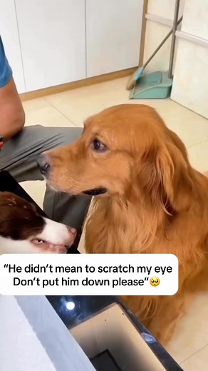 355K views · 1.7K reactions | When Max bit Cooper’s eye #doggrief #dogsoftiktok #dogloss | PetMemorio | Facebook