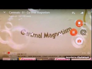 Canimals season 1 episode 51 Canimal mangettism