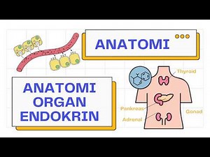 Just 10 Minutes to Discuss the Anatomy of Endocrine Glands & Organs / Hormones! | Anatomy 101