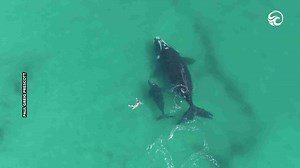 Incredible moment woman swims alongside two huge whales