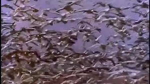 Baby Einstein Neighborhood Animals 2008 DVD (Spanish Version)