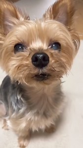 Extraordinary Singer Yorkie... Coma Yorkie @sıkı hayranlar ##comayorkie #yorkie | Coma Yorkie