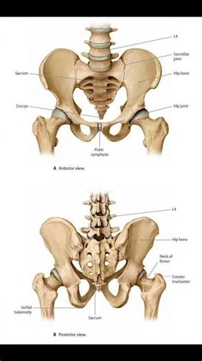 "Pelvic Girdle Anatomy: Anterior and Posterior Perspectives of the Bony Pelvis"